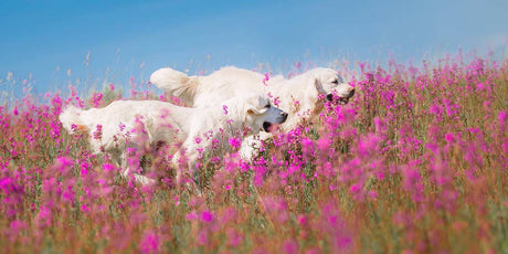 Beautiful Botanical Shampoos For Your Dog