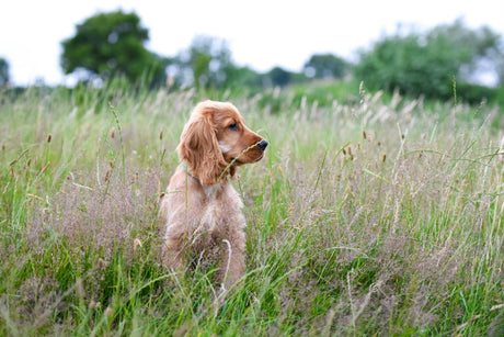 My pet has liver disease - What can I do?