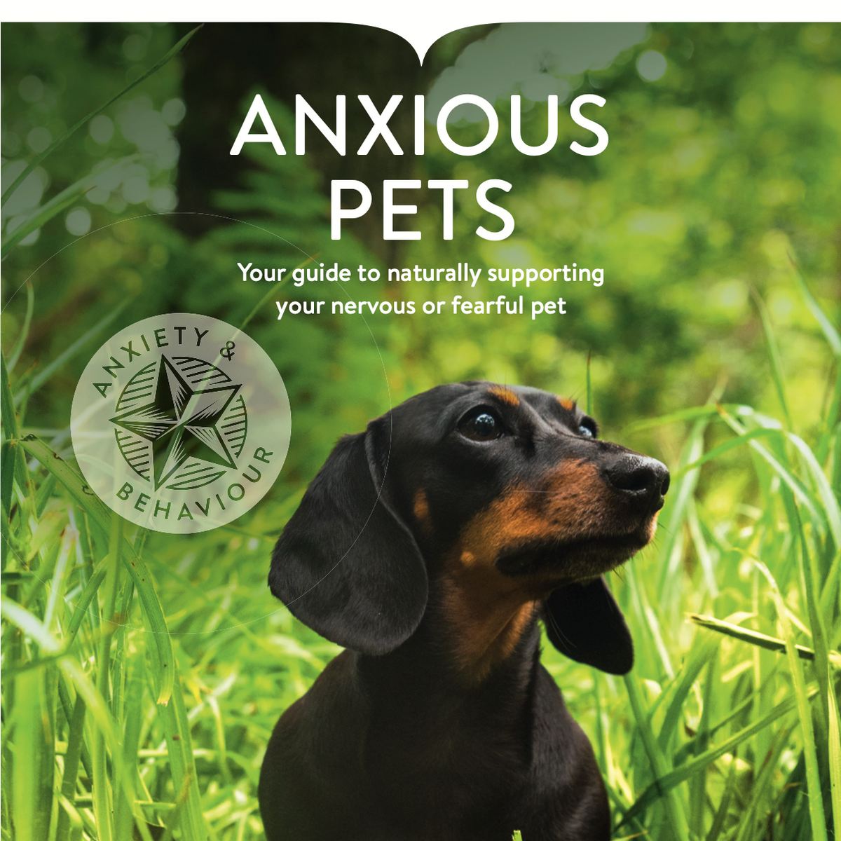 View of Anxious Pets Leaflet - Dorwest