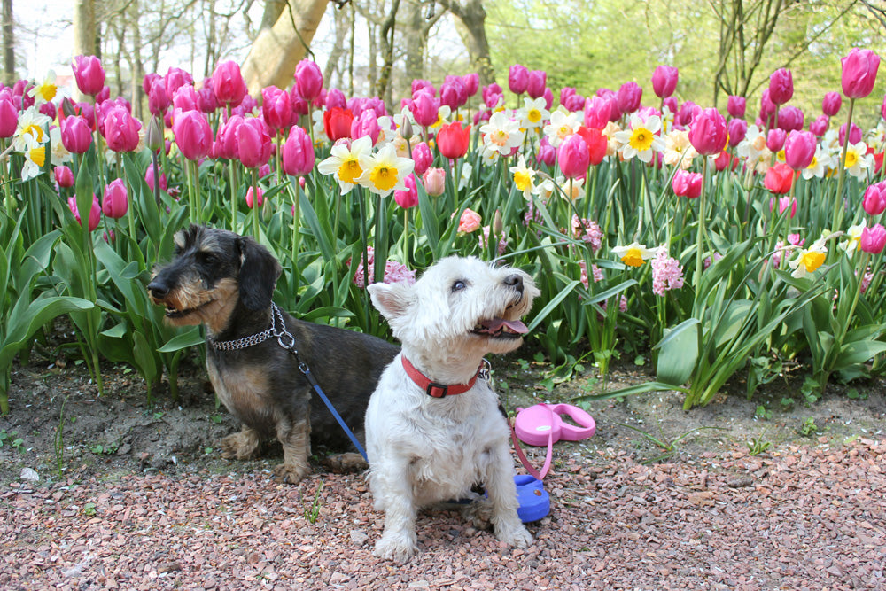 Spring Time And Dogs 6 Springtime dangers for pets โ Dorwest
