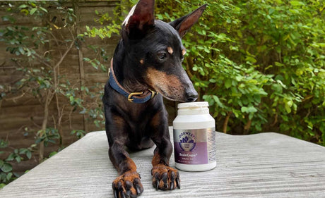 BrainCopa® results seen for Anna Webb’s English Toy Terrier, Mr Binks!