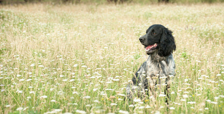 Discover How Dog Balm Can Protect Skin, Paws & Noses Naturally