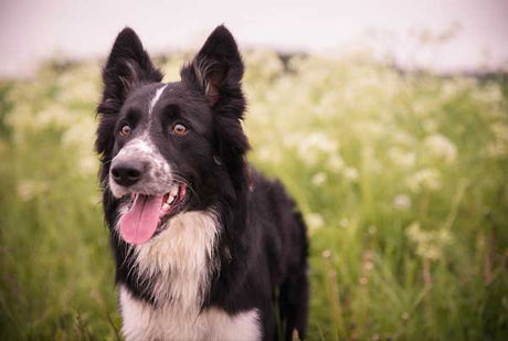 Natural aids to support your dog's sensitive stomach