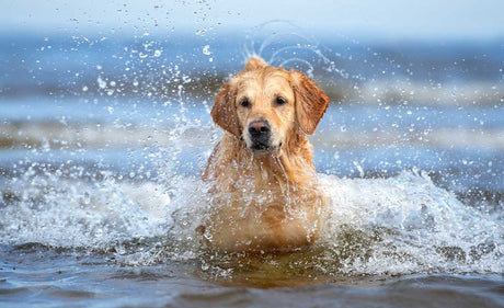 Our 4 Summer Safety Tips for Dogs...