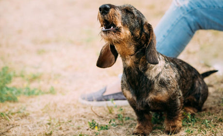 Breaking your dog's barking habit