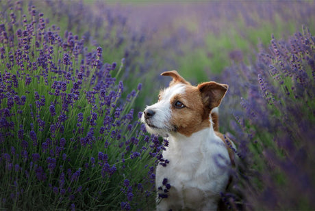 Beginners Guide - Introducing Herbal Pet Care to Your Dog!