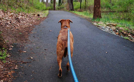 How to boost your connection with your dog on walks