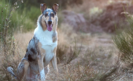 Breed of the month – the Smooth Collie