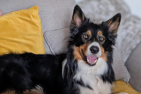 From noise-sensitive to newly confident: Chester’s journey with Scullcap & Valerian