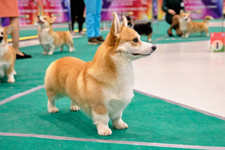 What do the judges look for at Crufts?