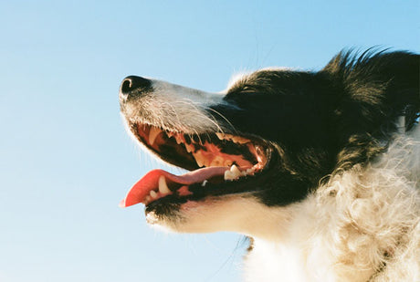 How to create a canine dental care routine