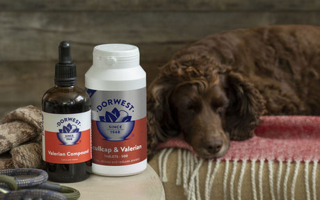 Relax your dog this firework season! With our natural anxiety remedies for dogs