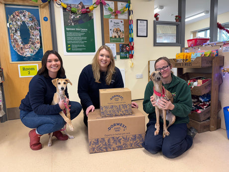 Supporting Local Charities: Dorwest visits Margaret Green Animal Rescue