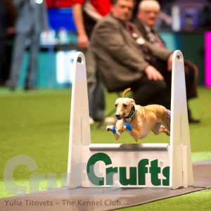 Want to know more about Flyball? Meet Jeanette and the amazing whippet Hustle!