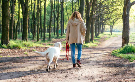 How To Make The Most Of The Best Dog Walks In The UK