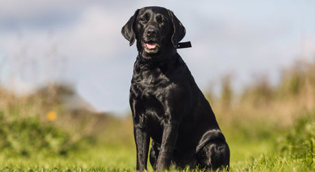 Overweight dog? Top tips to help them lose weight.