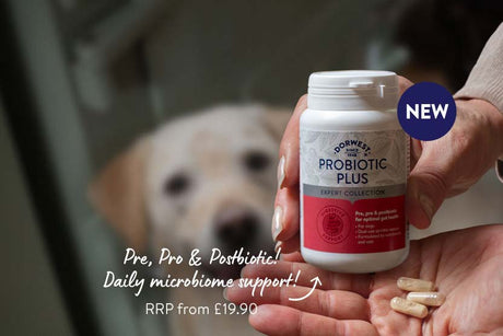 Introducing our new gut health supplement, Probiotic Plus!