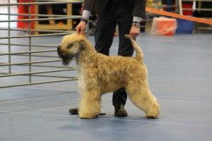 Crufts 2016 - Terrier Group: Rodney the #dorwestdog