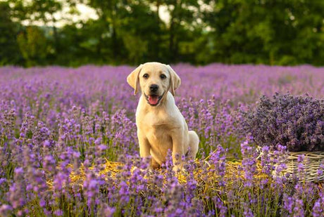 How Much Exercise Do Puppies Need?