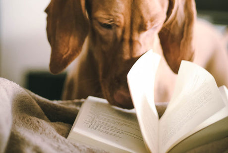 5 Inspiring Dog Books (& The Benefits of Reading to Dogs)