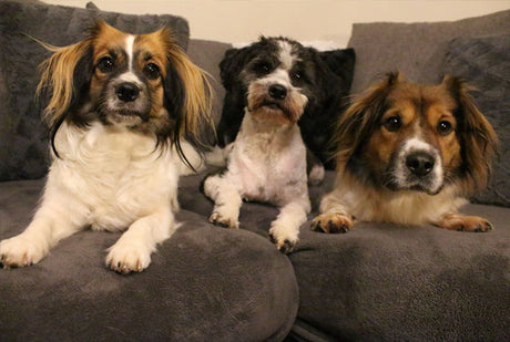 How Peggy, Rodney and Lily Keep Calm Over Fireworks Season...