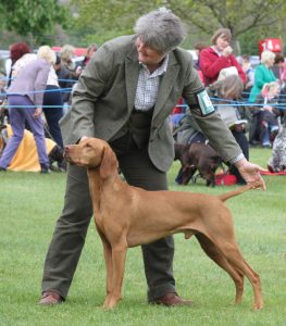 Meet another expert, Verity the Vet and her Vizslak!