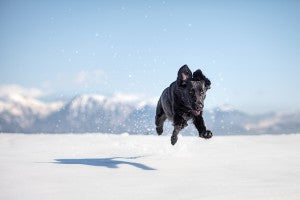 10 ways to keep your pet in perfect health this winter