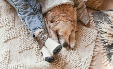 Calm dog sleeping on rug, no fear of fireworks