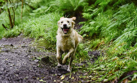 How to Avoid the Witching Hour ‘Zoomies’