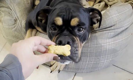 How to make pumpkin cookies for your dog