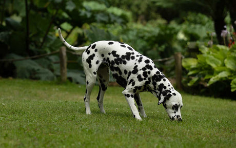 Dog constipation: How to help a constipated dog