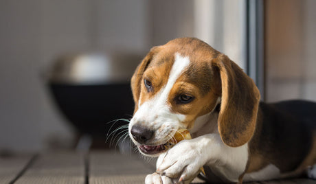 Top tips to keep your dog's teeth clean & healthy
