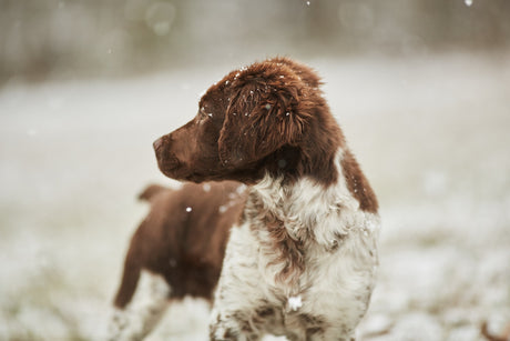 How to look after your dog's dry skin in Winter