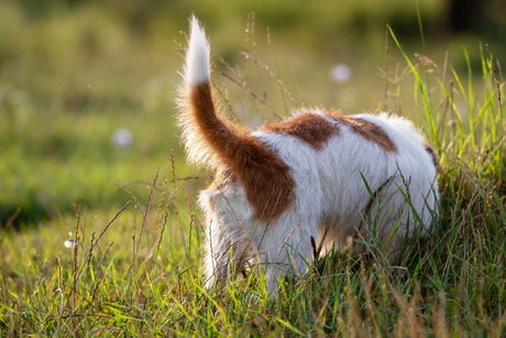 Dog sniffing in grass