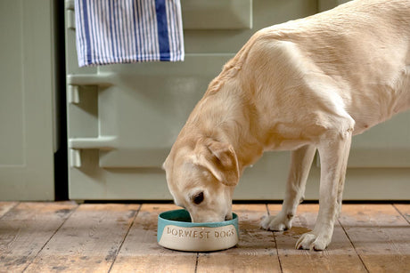 How to switch your dog’s food: A step-by-step guide