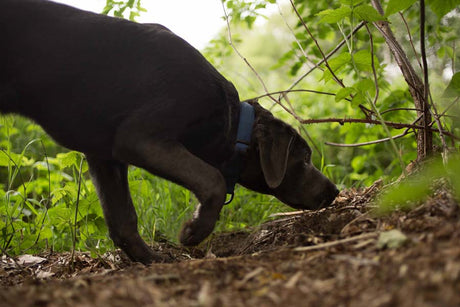 Why do dogs eat poo?