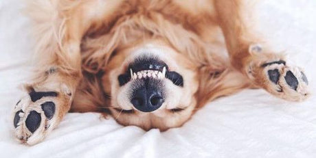 Brush your dog's teeth with our Roast Dinner Toothpaste!