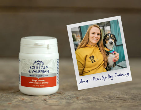 Expert advice for anxious dogs this summer