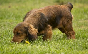 Why is my dog eating poo?