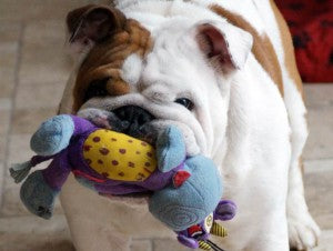 Skin - Find out how George the Bulldog ditched the itch!