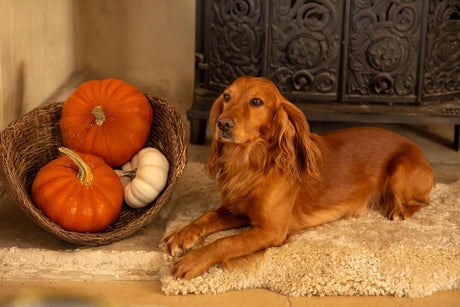 How to help your anxious dog this Halloween