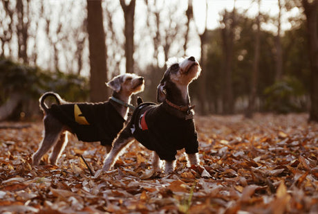 5 Hidden Dangers In Autumn & Winter For Dogs