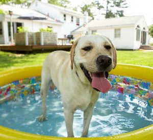 What you need to know about 'Heatstroke' and your dog