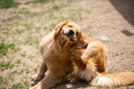 Itchy dog in summer? 4 ways to support your dog's skin