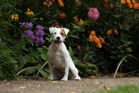 Most common dog breeds prone to anxiety