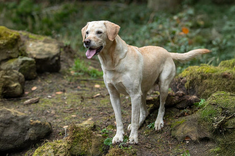 Which dog breeds are more prone to joint problems?