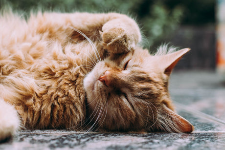 8 Things You Didn’t Know About Cats Skin