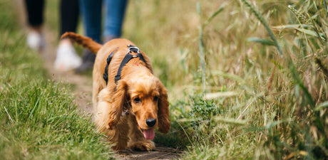 Why doesn't my dog want to go on a walk?