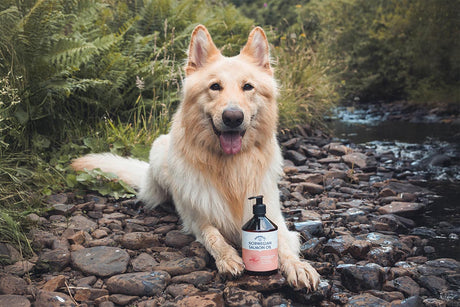 Norwegian vs Scottish salmon oil for dogs: What’s the difference?