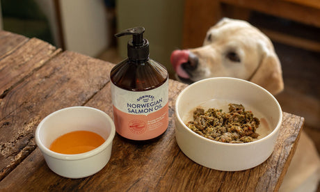 Why do dogs need Omega-3 every day?